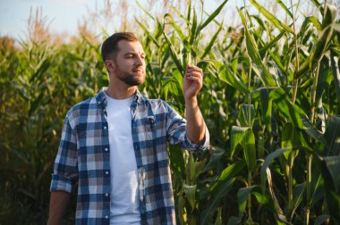 Sağlıklı mısır bitkilerini gün batımında ekili bir tarlada inceleyen güvenilir çiftçi cömert bir hasat garantisi veriyor.