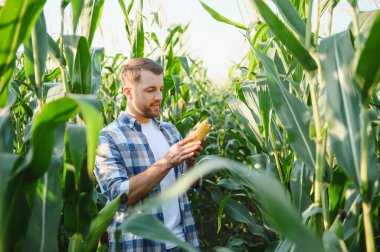 Bereketli yeşil bitkiler ve altın ışıkla çevrili çarpıcı bir günbatımında, uçsuz bucaksız ekili bir tarlada olgun bir mısır koçanı inceleyen mutlu çiftçi.