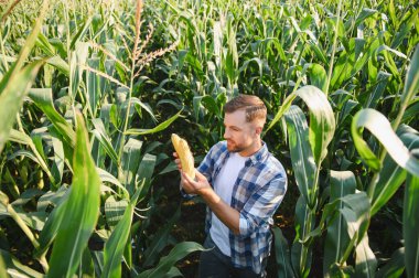 Bereketli bir mısır tarlasında olgun bir mısır koçanı inceleyen çiftçi sağlıklı ve cömert bir hasat sağlıyor.
