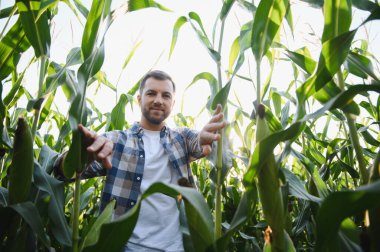 Çiftçi, günbatımında ekili tarımsal bir tarlada sağlıklı mısır bitkilerini teftiş ediyor ve verimli bir hasat sağlıyor.