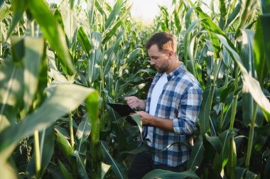 Mısır ekinlerini analiz eden ve bir panoya notlar yazan çiftçi sağlıklı bir büyüme sağlar ve verimi en üst düzeye çıkarır.