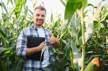 Mutlu çiftçi elinde bir pano tutarak başparmak işareti yapıyor, güneşli bir günde mısır tarlasında duruyor.