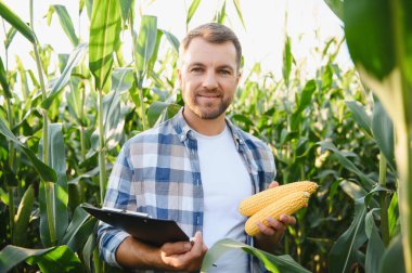 Çiftçi mısır ekinlerini inceliyor, elinde bir dosya ve mısır koçanı tutuyor, başarılı bir hasat sağlıyor.