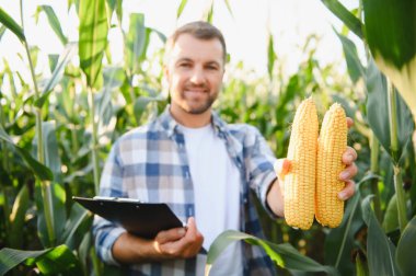 Çiftçi mısır ekinlerini teftiş ediyor, elinde olgun bir mısır koçanı tutuyor ve başarılı bir hasat için not alıyor.