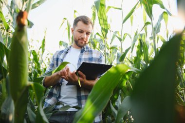 Çiftçi mısır bitkilerini teftiş ediyor ve panoya not alıyor, sağlıklı büyümeyi sağlıyor ve verimi artırıyor.