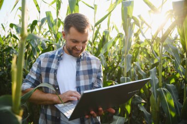 Mısır tarlasında dizüstü bilgisayarda çalışan çiftçi, gelişmiş ürün yönetimi için modern hassas tarım teknikleri uyguluyor.