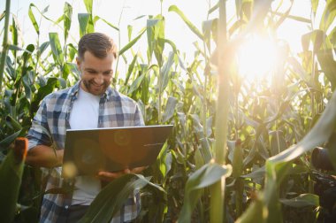 Günbatımında mısır tarlasında gülümseyen ve dizüstü bilgisayar kullanan çiftçi modern hassas tarım tekniklerini uyguluyor.