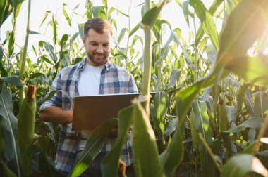 Mısır sapları arasında dizüstü bilgisayar kullanan çiftçi, tarımsal değerlendirme için teknolojiyi kullanıyor.