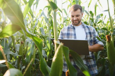 Mısır tarlasında dizüstü bilgisayar kullanan mutlu bir çiftçi, hassas tarım ve ürün yönetimi için modern teknoloji uyguluyor.