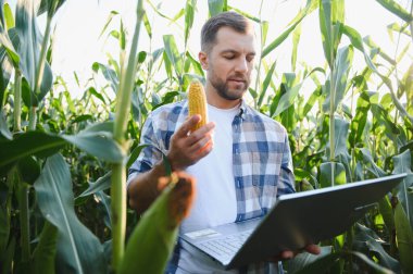 Tarım alanında veri toplamak için dizüstü bilgisayar kullanırken mısır büyümesini analiz eden çiftçi, mahsul yönetimi ve verimliliğini artırıyor