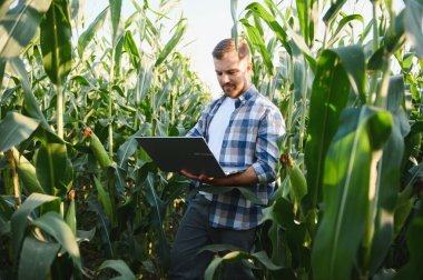 Çiftçi yazın verimli bir mısır tarlasında çalışırken ürün yönetimi ve analizini geliştirmek için modern teknolojiyi kullanıyor.