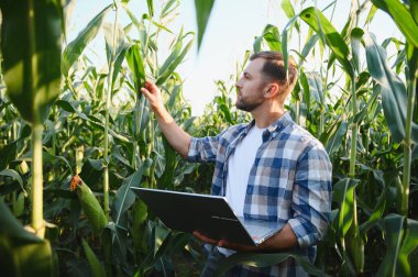 Çiftçi, mısır bitkilerini incelemek, sağlıklı büyümeyi sağlamak ve verimi artırmak için modern teknolojiyi kullanıyor.
