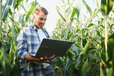 Tarımda modern teknolojiyi kullanan, ekinleri inceleyen ve mısır tarlasında dizüstü bilgisayarda çalışan çiftçi, verimliliği ve verimliliği artırmak için hassas tarım teknikleri uyguluyor.