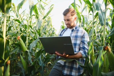 Bir mısır tarlasında üretimin kalite kontrolünü incelerken bir dizüstü bilgisayar üzerinde çalışan çiftçi, teknolojiyi modern tarıma entegre ediyor.