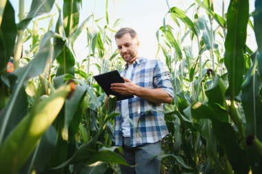 Çiftçi mısır ürünlerini incelemek için dijital tablet teknolojisi kullanıyor, verimli büyüme ve verim izleme için modern tarım uygulamaları uyguluyor