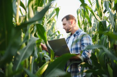 Çiftçi verimli ürün yönetimi için modern teknolojiyi kullanıyor, mısır fabrikalarını denetliyor ve güneşli bir tarım alanında veri topluyor.