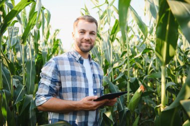 Gülümseyen çiftçi, yaz güneşinin altında canlı bir tarımsal alanda dijital tablet kullanırken mısır mahsulünü inceliyor.