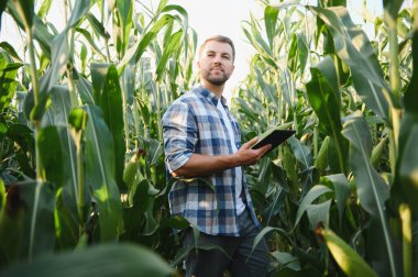 Dijital tablet kullanan çiftçi tarladaki mısırların büyümesini kontrol ediyor, modern tarım teknolojilerini uyguluyor
