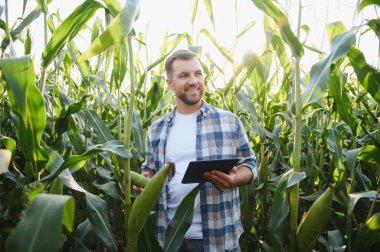 Mutlu çiftçi tablet tutuyor ve tarımda modern teknolojiyi kullanarak ekili alanda mısır saplarını inceliyor.