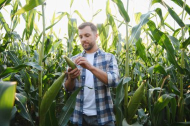 Bereketli bir mısır tarlasında olgun bir mısır koçanı teftiş eden çiftçi yazın güzel günbatımında mahsul kalitesini değerlendiriyor.