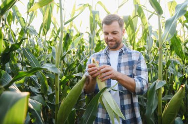 Tarlada mısır koçanı kalitesini ölçen mutlu çiftçi başarılı bir hasat garantisi veriyor.