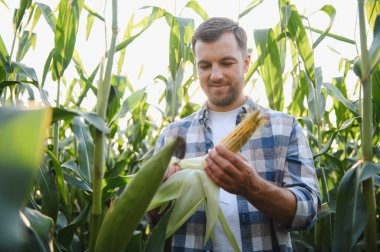 Mutlu çiftçi güneşli bir tarlada mısır koçanı kalitesini inceliyor, çevresini çevreleyen canlı yaz manzarasının tadını çıkarıyor.