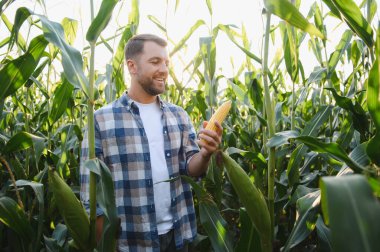 Mutlu çiftçi mısır koçanının üzerinde olgunlaşmış mısır tutarken yemyeşil bir mısır tarlasıyla çevrili günbatımının sıcacık parıltısıyla güneşleniyor.