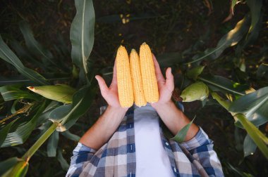 Çiftçi gururla olgun mısır koçanları sergiliyor, canlı bir mısır tarlasında başarılı bir hasat sergiliyor