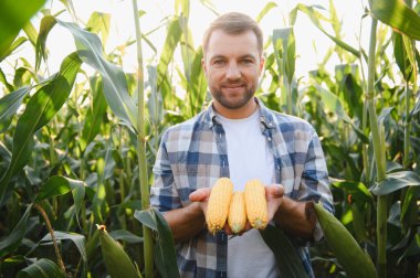 Çiftçi verimli bir alanda olgun mısır koçanları sergiliyor, tarımın özünü somutlaştırıyor ve başarıyla hasat ediyor.