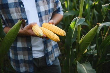 Çiftçi verimli yeşil mısır tarlalarının ortasında olgun mısır koçanları sergiliyor ve başarılı bir hasat sergiliyor.