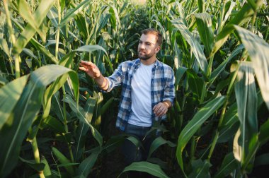 Çiftçi, güneş alan bir tarladaki mısır bitkilerinin büyümesini inceliyor ve bu mevsim için canlı ve verimli bir hasat sağlıyor.
