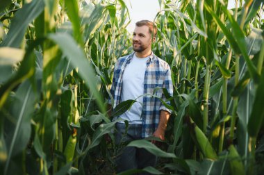 Tarladaki mısır saplarını inceleyen, hasattan memnun olan, büyüme döneminde bitkilerle ilgilenen mutlu tarım uzmanları.