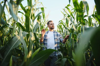 Çiftçi, gün batımında ekili bir tarlada canlı mısır mahsullerini inceleyerek kırsal tarımın güzelliğini ön plana çıkarıyor.