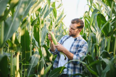 Güneşli bir mısır tarlasında mısır koçanı teftiş eden çiftçi, ürünlerin kalitesini ve büyümesini değerlendiriyor, verimli bir hasat sağlıyor.
