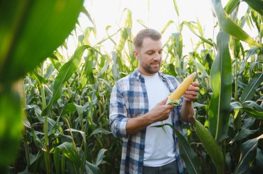 Mutlu çiftçi tarlada mısır koçanı kalitesini ölçüyor, sıcak günbatımı ışığı ile aydınlatılıyor.
