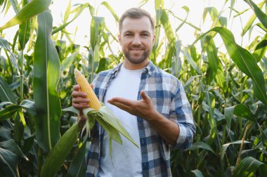 Bereketli mısır tarlasında olgun bir mısır koçanı tutarken gülümseyen mutlu çiftçi kırsal kesimdeki bereketli hasat mevsimini kutluyor.