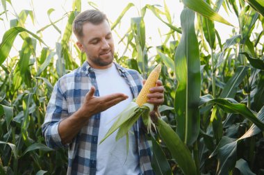 Mutlu çiftçi gururla canlı bir mısır tarlasında taze hasat edilmiş mısır koçanı sergiliyor, gün batımının sıcacık parıltısında güneşleniyor.