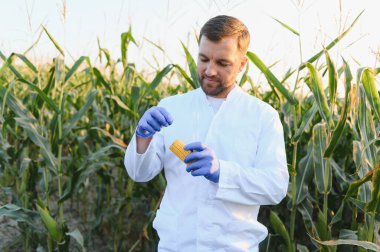 Laboratuvar önlüğü ve eldiven giyen tarımcı mısır koçanı inceliyor ve kalite kontrolü için ekili alandan örnekler alıyor.