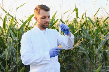 Agronomist mısır koçanı ve test tüpünü analiz eder, mısır tarlasında kalite kontrolü yapar, sağlıklı büyüme ve yüksek verim sağlar.
