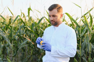 Laboratuvar önlüğü giyen ve eldiven giyen tarımsal mısır tarlasında mısır koçanı inceleyen tarımcı kalite kontrol ve araştırma yapıyor.