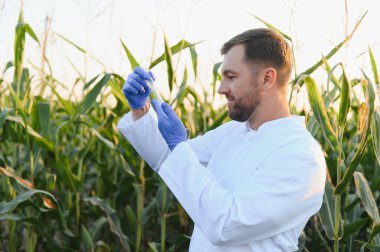 Laboratuvar önlüğü ve eldiven giyen tarımcı mısır numunesi içeren bir test tüpü tutuyor ve mısır tarlasının arka planıyla karşılaştırıyor.