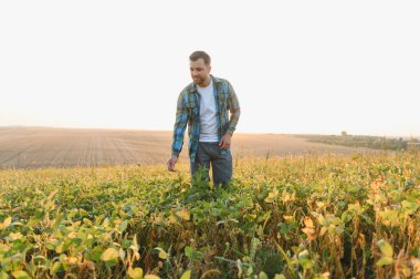 Gün batımında yemyeşil soya tarlasında yürüyen çiftçi, mahsul sağlığını kontrol ediyor ve gelişen hasadının büyümesini sağlıyor.