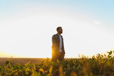 Gün batımında yemyeşil bir soya tarlasında yürüyen çiftçi, ekinleri teftiş ediyor ve kırsal kesimin huzurlu güzelliğinin tadını çıkarıyor.