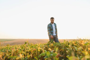 Gün batımında yemyeşil bir soya tarlasında yürüyen çiftçi, akşam ışıklarının altında canlı mahsulleri inceliyor.