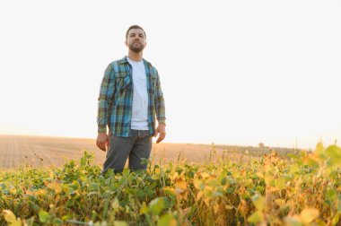 Gün batımında soya tarlasında duran kendinden emin çiftçi, sağlıklı mahsulüne hayran, tarım işiyle gurur duyuyor.