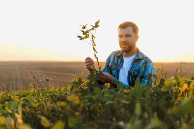 Gün batımında ekili tarlada soya fasulyesi yetiştiren çiftçi, büyümeyi ve ekinlerin durumunu kontrol ediyor.