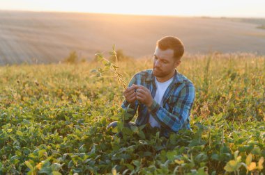 Gün batımında tarlada soya bitkilerinin büyümesini kontrol eden çiftçi sağlıklı ve verimli bir hasat sağlıyor.