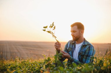 Gün batımında ekili bir tarlada soya bitkisini inceleyen çiftçi, tarım uygulamaları ve mahsul yetiştirme çalışmaları sergiliyor.