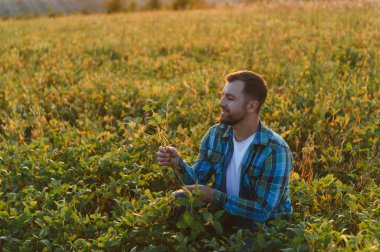 Agronomist tarlada soya bitkilerini denetliyor, sağlıklı bir büyüme sağlıyor ve canlı bir günbatımı sırasında hasat potansiyelini değerlendiriyor.