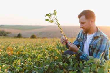 Gün batımında bir tarlada soya bitkisini analiz eden çiftçi, ekinlerine ve sürdürülebilir tarımına özen gösteriyor.